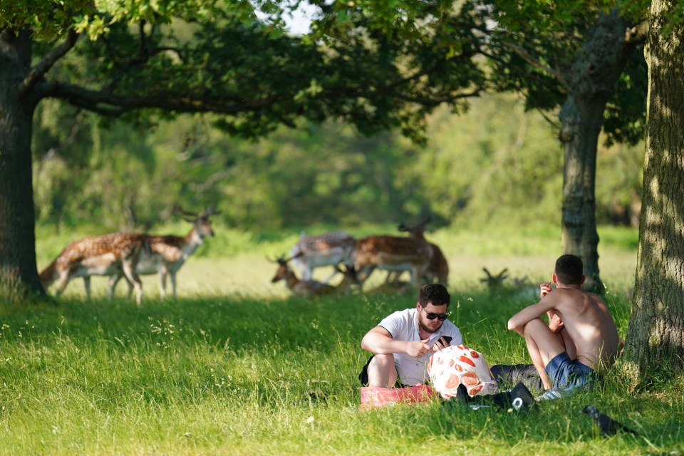 People shade themselves from the sun under a tree in Richmond Park, London