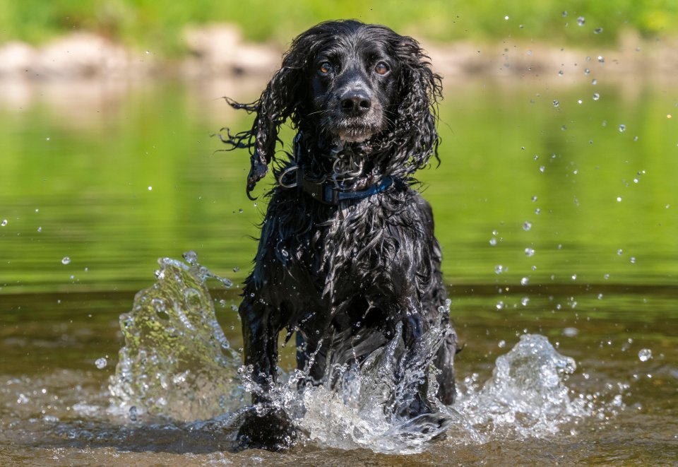 A cocker spaniel takes a dip to cool down in the River Tweed, Scotland