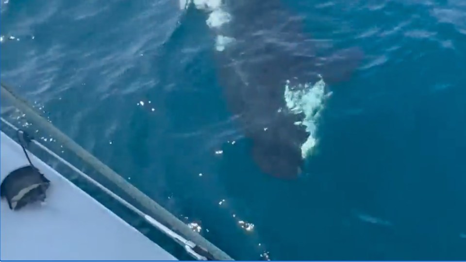 The team said three orcas were menacingly stalking the boat near Gibraltar