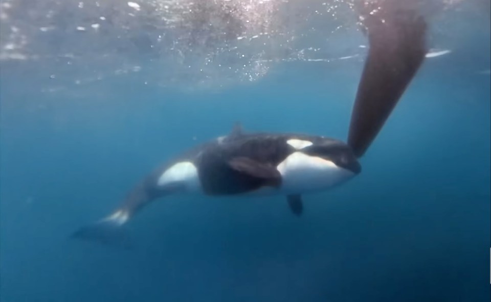 The pod of orcas were seen trying to bite off the rudder of the yacht