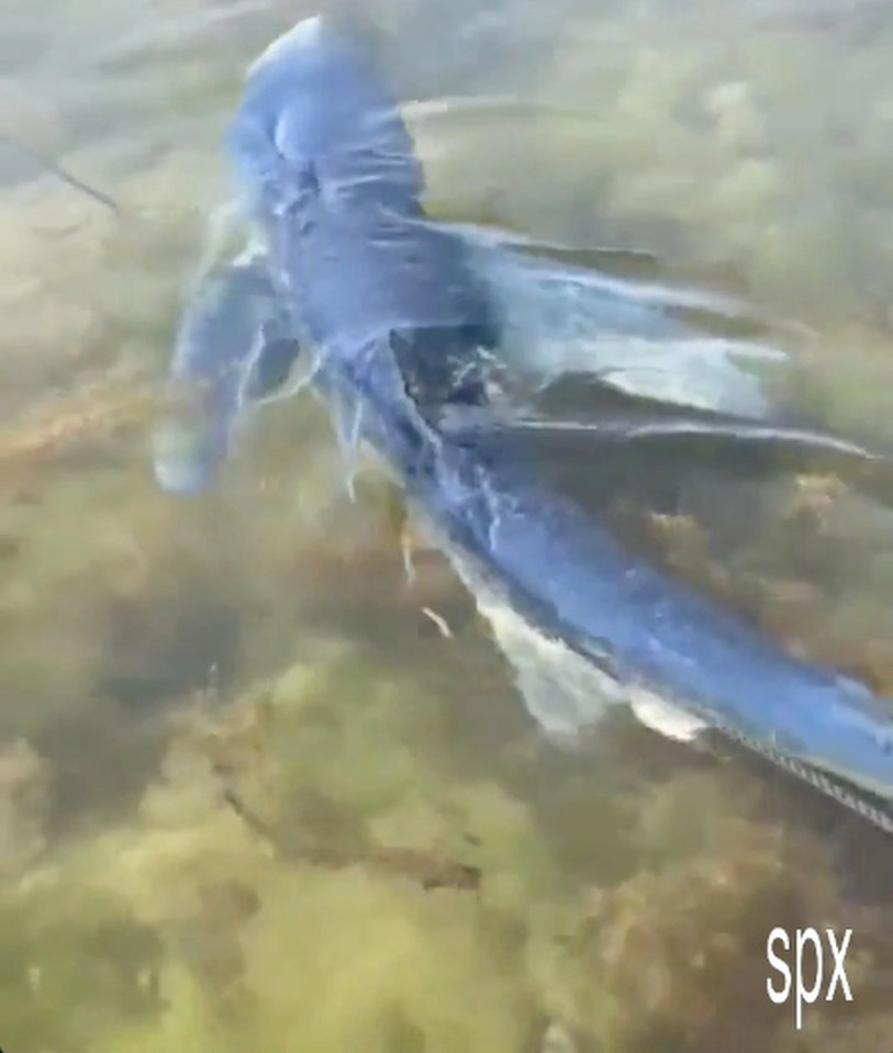 The blue shark was spotted swimming in a Spanish port