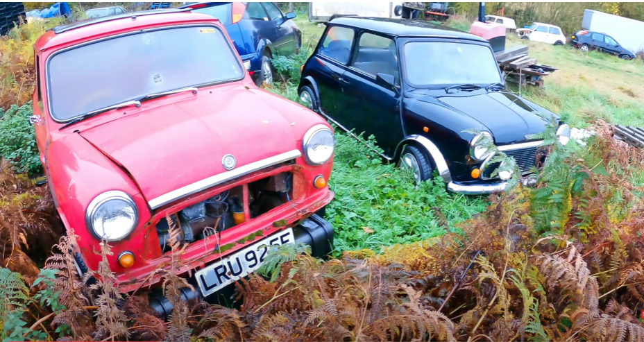 This red Morris  dates back from 1968 - while the black Mini Cooper has foliage growing on the headlight