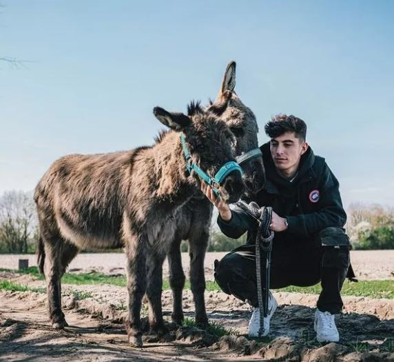 Havertz grew up around rescued donkeys