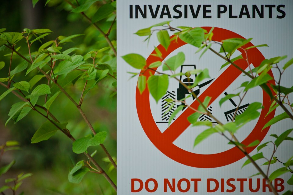 Invasive plants can cause gardeners real issues as they spread so quickly