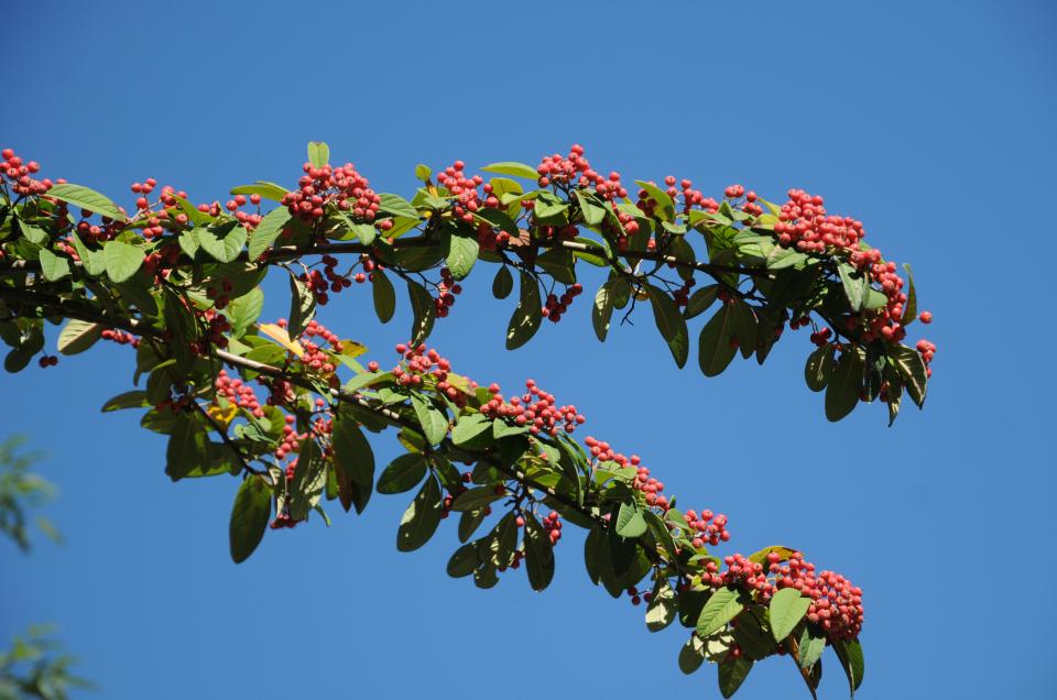 The plant's red berries are introduced to the wild by birds