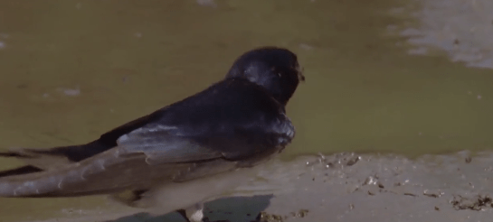 They've encouraged fans to keep muddy puddles in their gardens