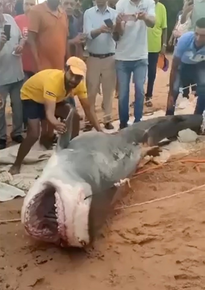 The tiger shark responsible for killing the Russian tourist in the Red Sea last week