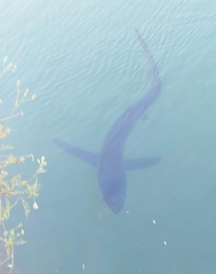 The shark’s early morning appearance close to the shoreline sparked fears it could be injured