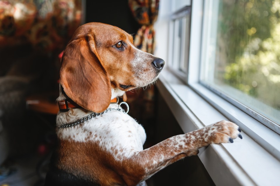 Dog owners have been warned to make sure their pet is sporting a collar