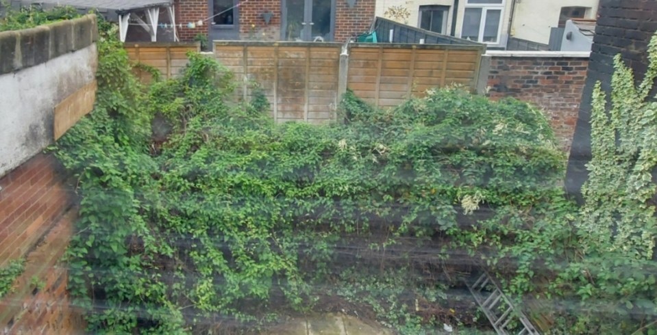 Alison discovered a hidden gate behind the overgrown weeds