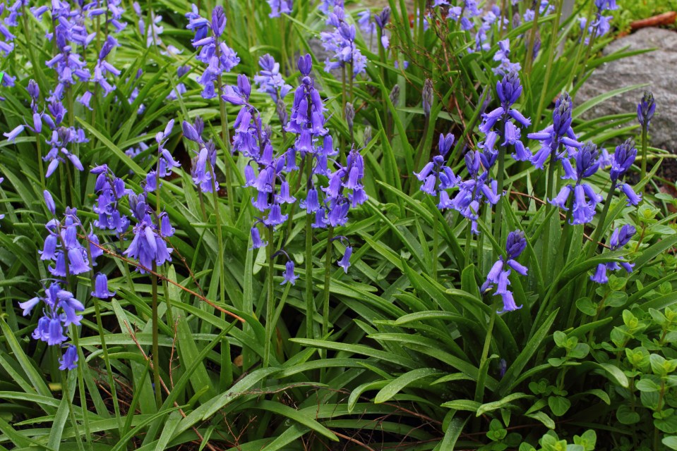 Spanish Bluebells often smother their smaller, native relatives