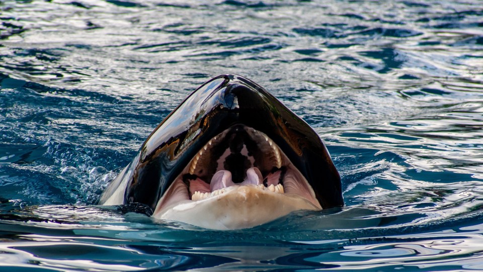 Orcas are powerful predators - and some have taken to bashing boats