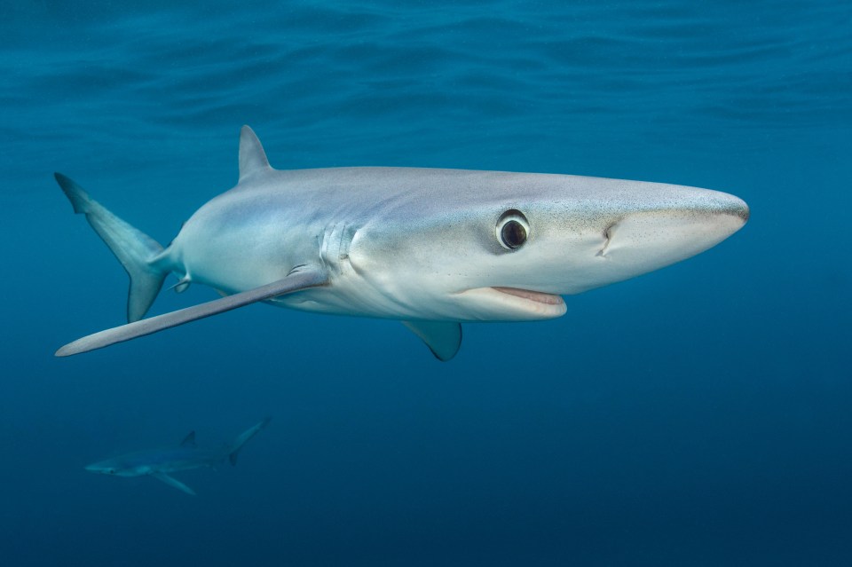 Blue sharks were spotted in four different places along the Spanish coastline