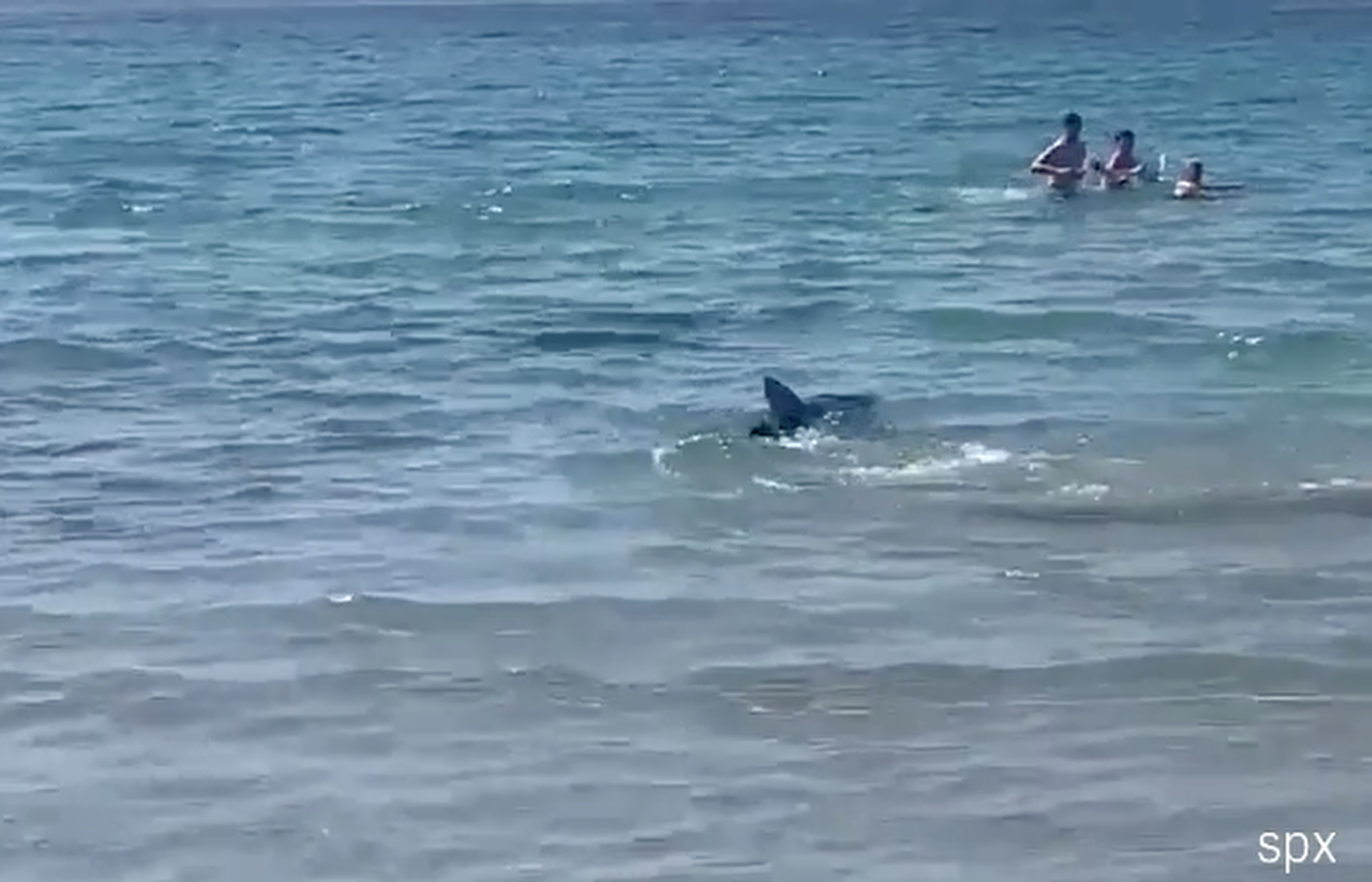 Panicking swimmers fled as the shark appeared near Alicante, Spain