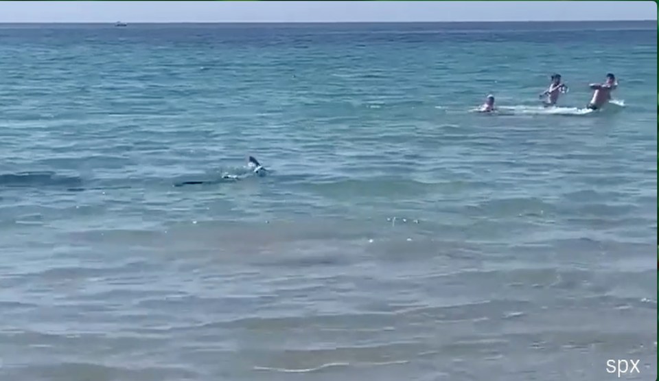 The dramatic moment bathers ran to safety from a shark in Costa Blanca