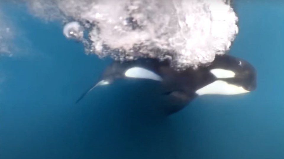 The killer whale repeatedly rammed the boat in the footage