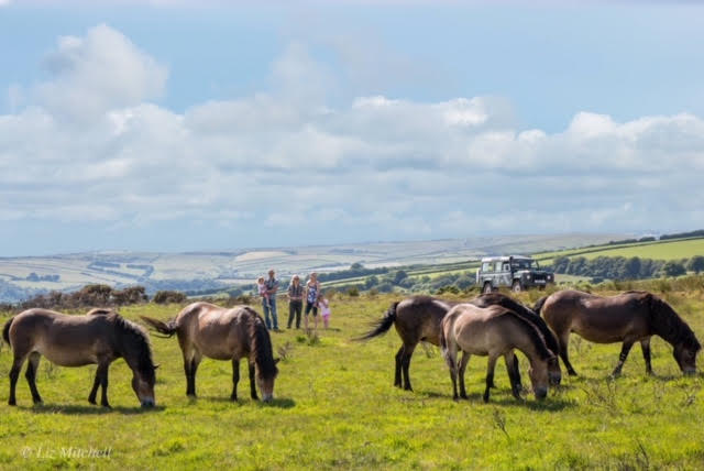 Exmoor Wildlife Safari was a great way to see UK wildlife grazing on the moor