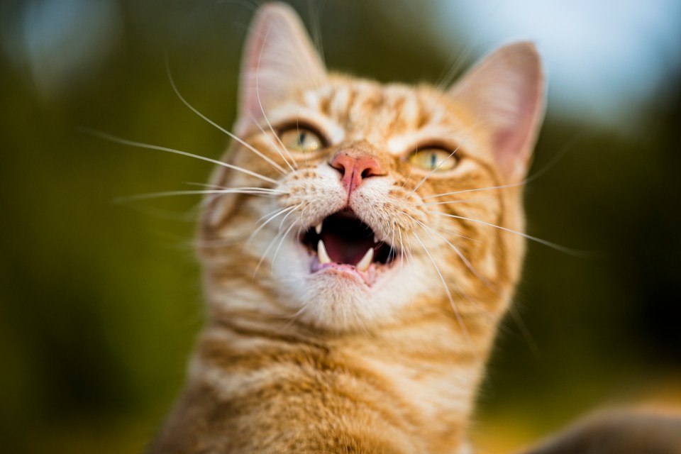 Ginger cat with mouth open, looking aggressive