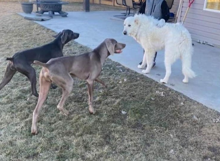 The animals escaped the fenced-in garden and fatefully fled to the interstate