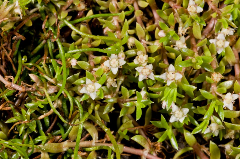 New Zealand Pigmyweed forms dense carpets of shoots and leaves over water