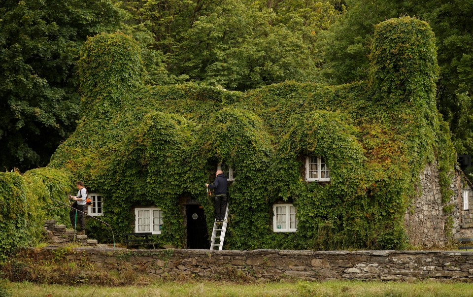 Virginia creeper is actually a member of the grape family