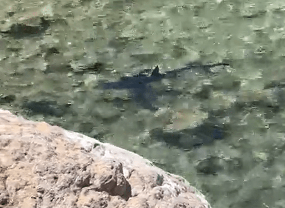 Another shark was spotted near a Spanish beach