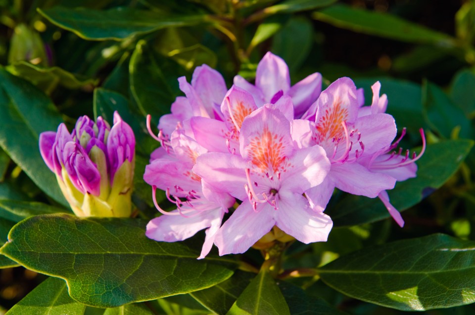 Rhododendrons cover around 3% of all British woodland