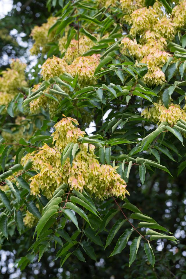 The Tree of Heaven is designated as a noxious weed