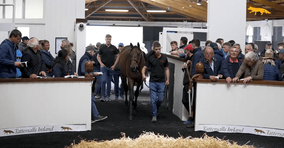 All eyes were on the sales-topper as he made his way into the ring