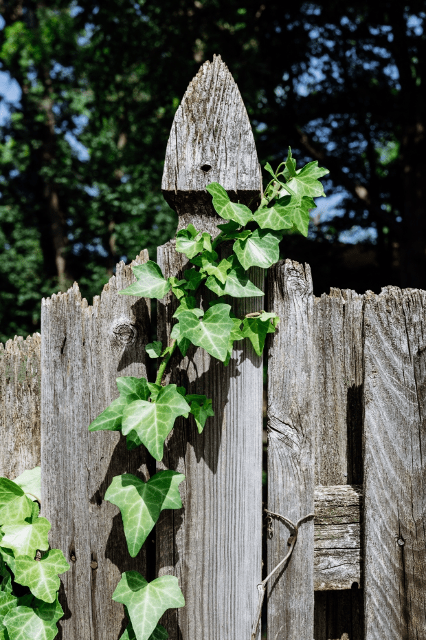 Ivy can cause problems for the home that will cost you