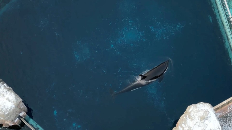 Kiska swimming in her tiny concrete tank at MarineLand in Canada