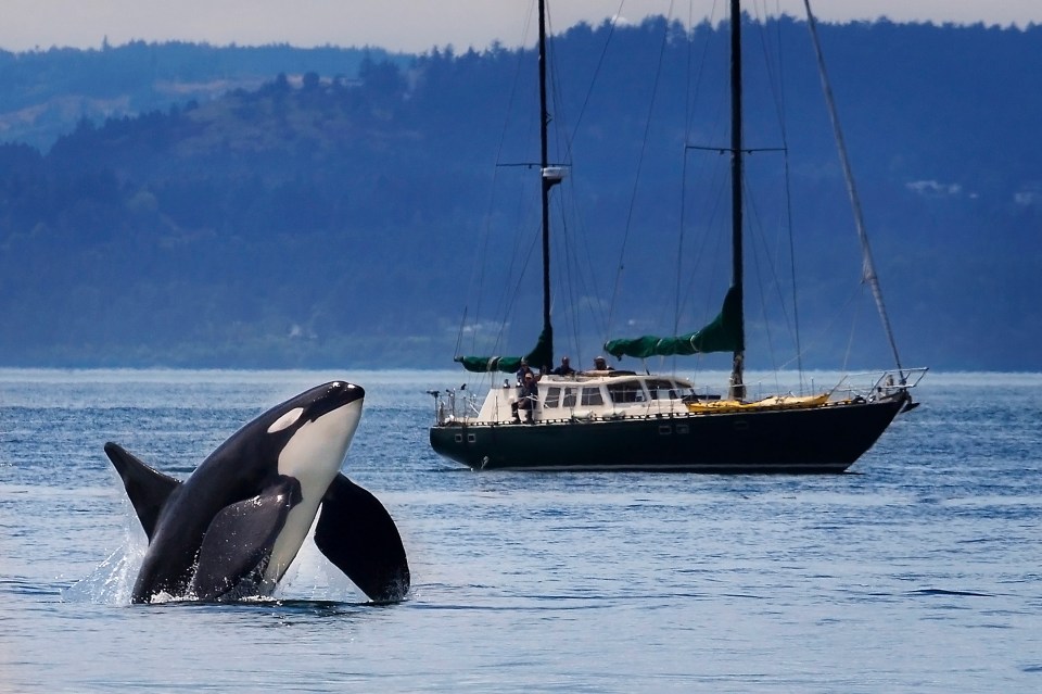 An orca off the coast of San Juan Island, Washington