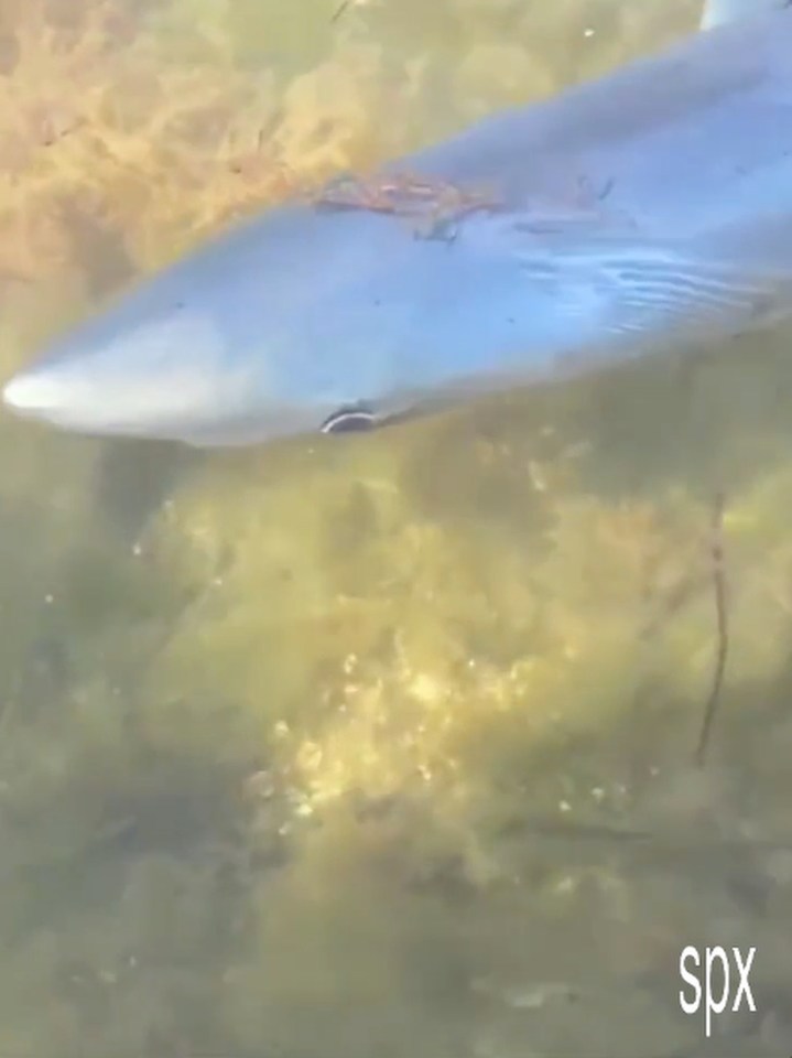 A local Spanish fisherman said the shark appeared to be injured