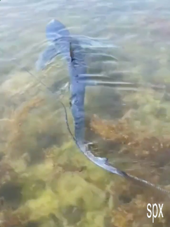 Another blue shark was seen off the docks on the island of Arousa