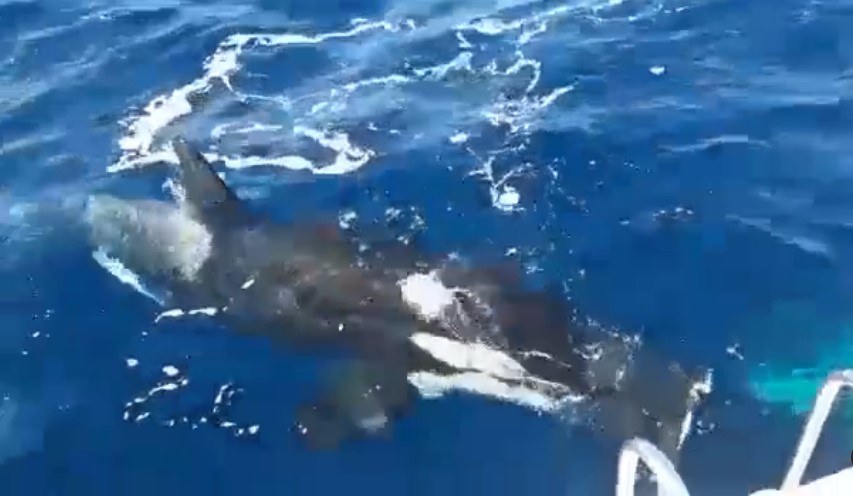 The moment the killer whale surges from the depths to attack the boat