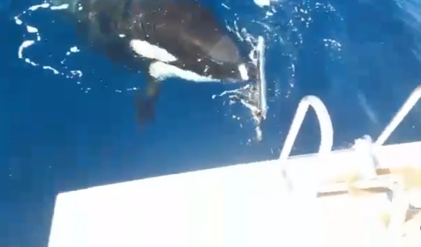 The orca then rips off the rudder