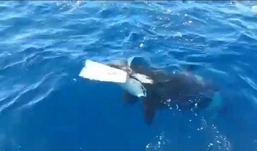 The whale left with the rudder, leaving the crew stranded in the water