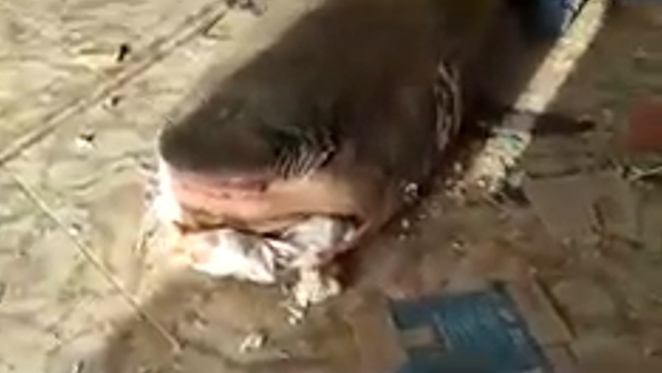 Specialists stuffed its mouth with cloth as they began embalming the animal