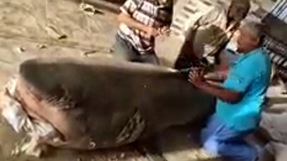 Footage appeared to show the killer shark being prepared for mummification