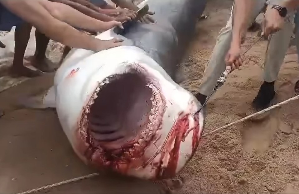 His head was found in the tiger shark's digestive system