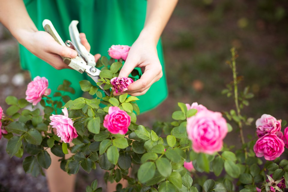 He also said that you must deadhead your roses this month