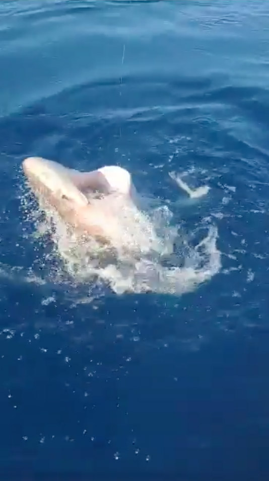 Fishermen in Majorca spotted a blue shark approaching their boat