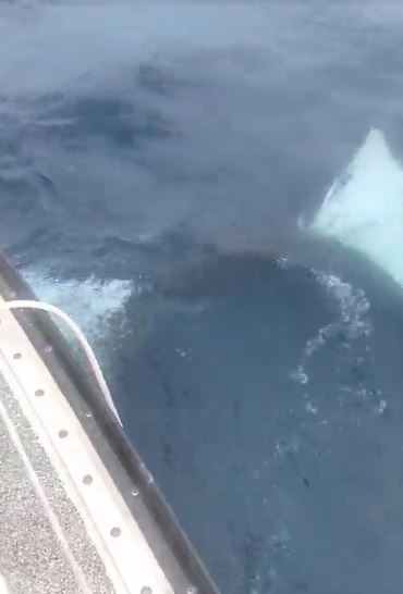 The whales swam under the boat, damaging the rudder