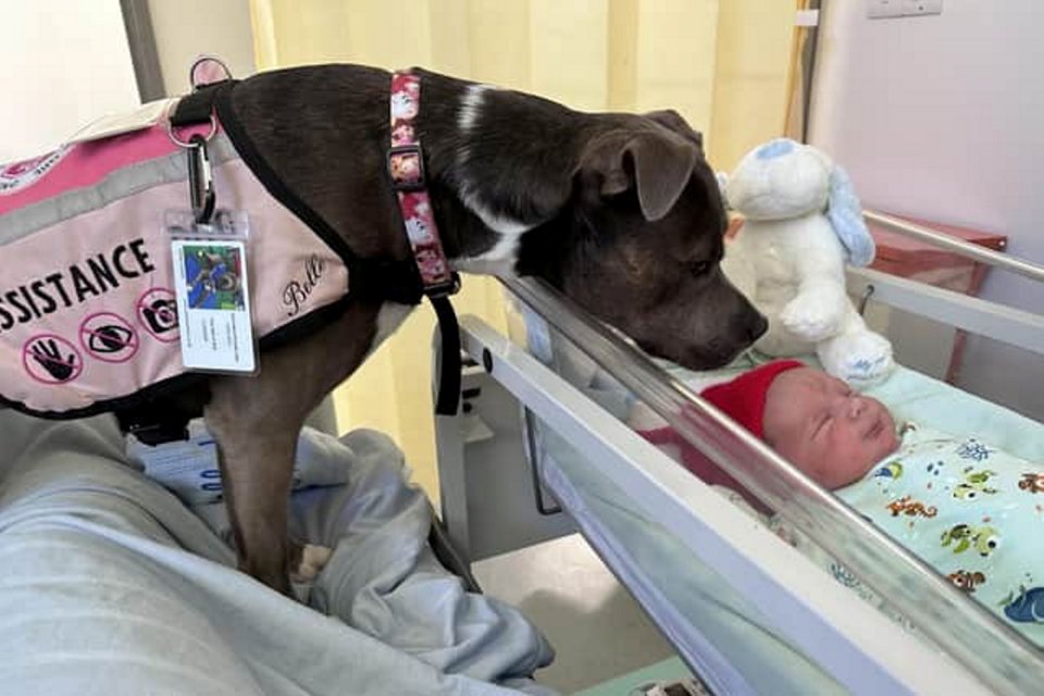 Assistance dog Belle is the first dog allowed on to a labour ward