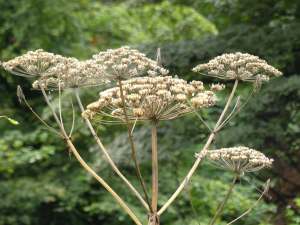  Giant Hogweed can reach heights of over 10 feet when fully grown