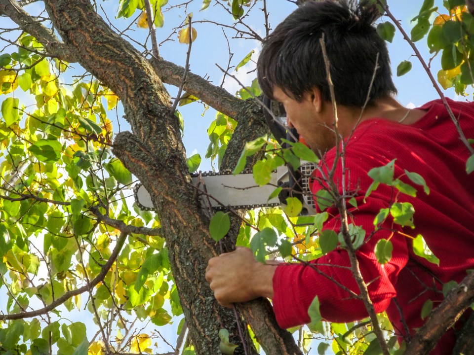 A woman was left fuming after her nightmare neighbour snuck into her garden to chop down a tree (stock image)