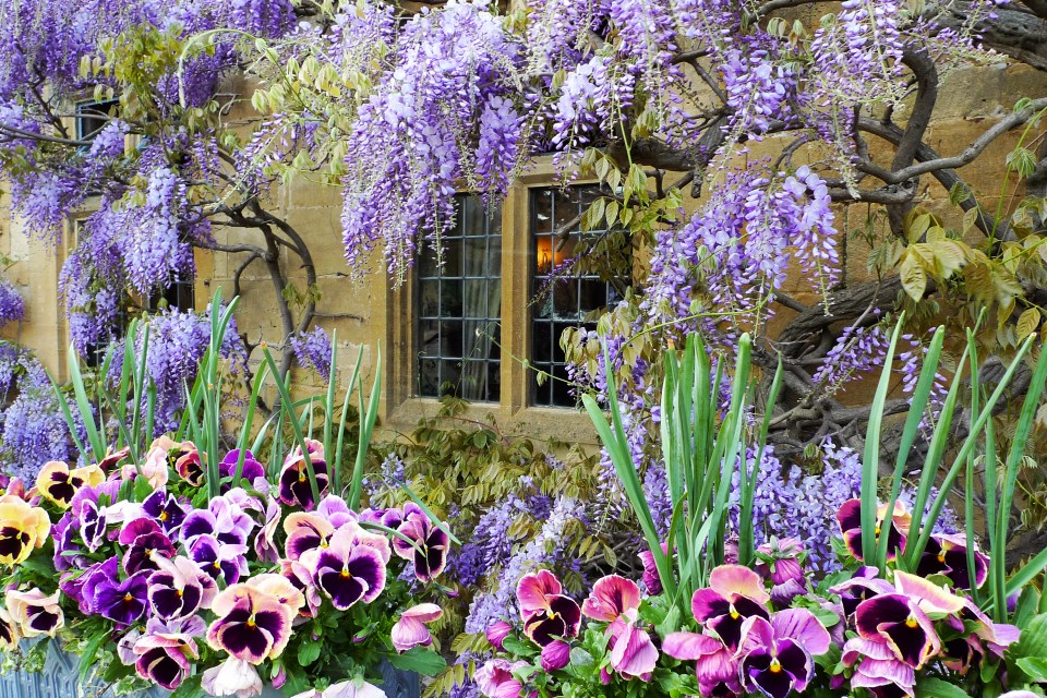 In the middle of June, Monty Don recommends gardeners prune their wisteria