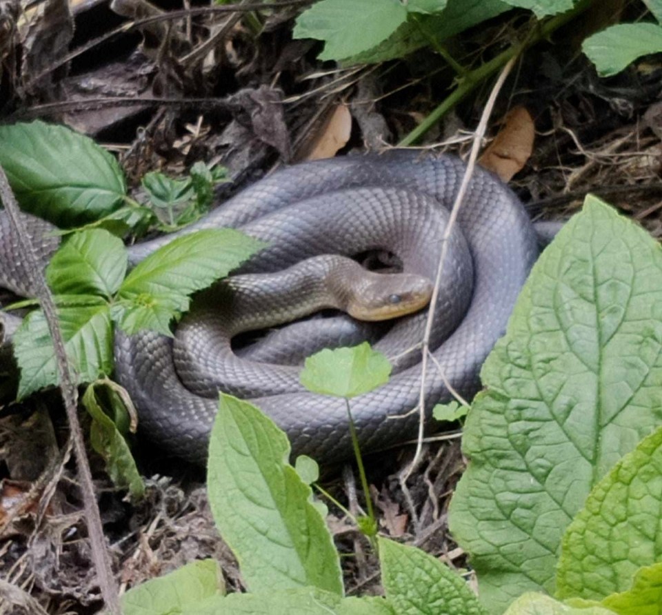 A dog walker on the Regent’s Canal towpath found a 3ft Aesculapian snake — also known as a rat snake — in the grass