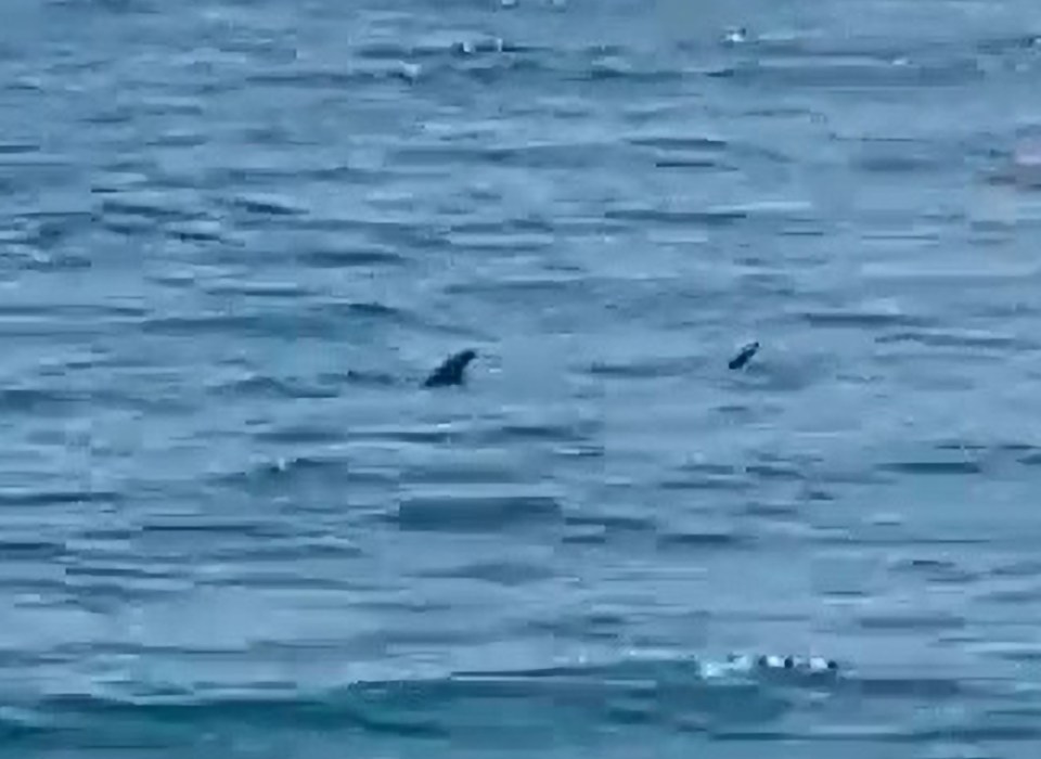 One of the blue sharks made a beeline for those in the water