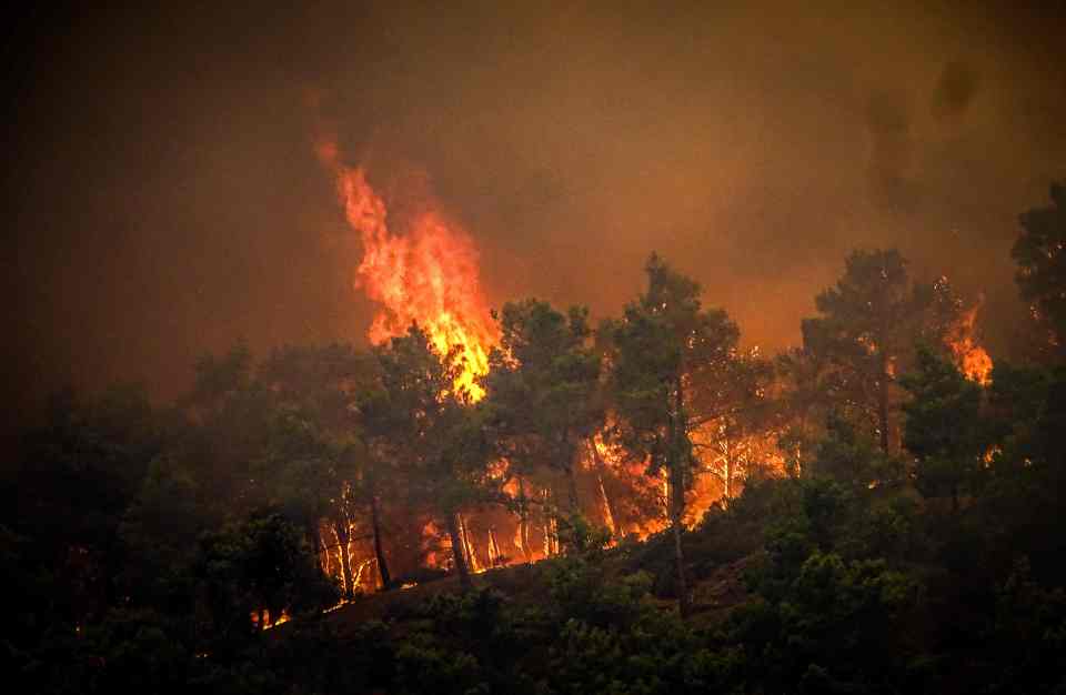 Pine trees burning in the wildfire